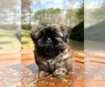 Small #3 Shih Tzu