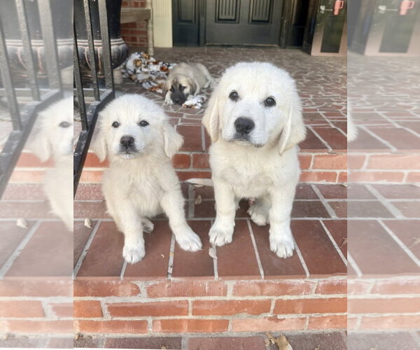 Medium Photo #4 Anatolian Pyrenees Puppy For Sale in Houston, TX, USA
