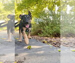 Small #2 German Shepherd Dog