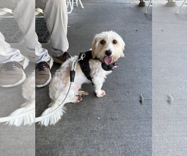Medium Photo #3 Coton de Tulear-Unknown Mix Puppy For Sale in Seattle, WA, USA