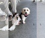 Small #2 Coton de Tulear Mix
