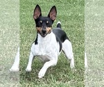 Small Photo #1 Rat Terrier Puppy For Sale in SAVOY, TX, USA