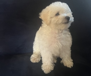 Maltipoo Puppy for Sale in SAN FERNANDO, California USA