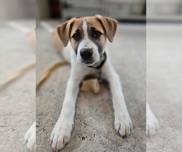 Medium Photo #2 Mutt Puppy For Sale in New London, WI, USA