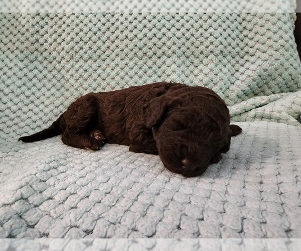 Medium Photo #16 Poodle (Standard) Puppy For Sale in CLAYTON, WA, USA