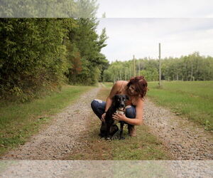 Anne - Female Siberian Husky-Unknown Mix Dog for Adoption - Photo #7