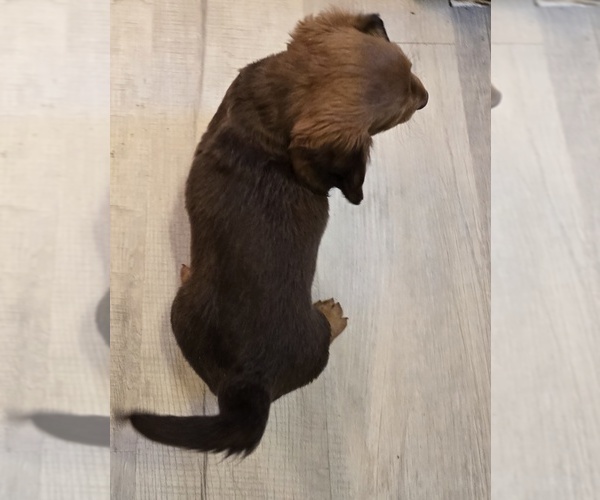 Medium Photo #27 Dachshund Puppy For Sale in NEOSHO, MO, USA