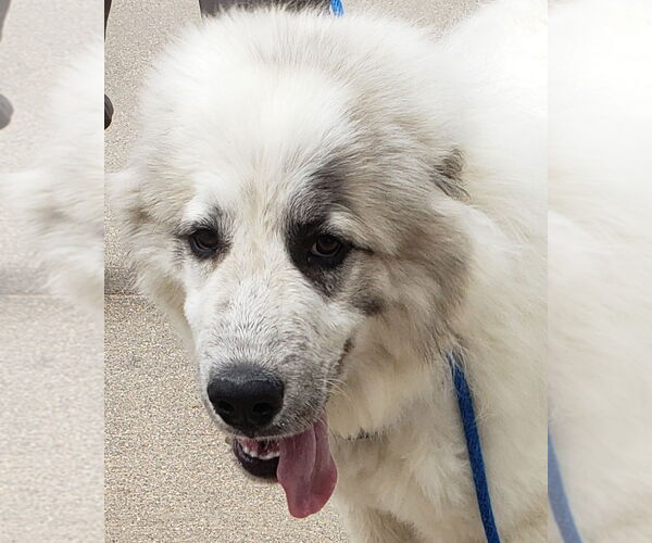 Medium Photo #9 Great Pyrenees Puppy For Sale in PEYTON, CO, USA