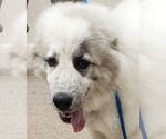 Small #8 Great Pyrenees
