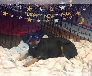 Miniature Pinscher-Unknown Mix Dogs for adoption in San Bernardino, CA, USA