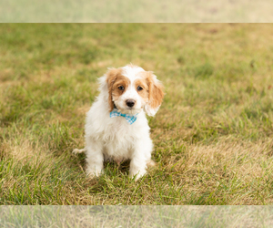 Cock-A-Poo-Poodle (Miniature) Mix Puppy for sale in SHIPSHEWANA, IN, USA