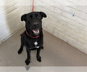 Labrador Retriever-Unknown Mix Dogs for adoption in San Bernardino, CA, USA
