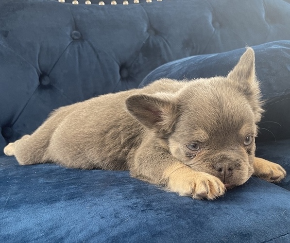 Medium Photo #21 French Bulldog Puppy For Sale in MANCHESTER, NH, USA
