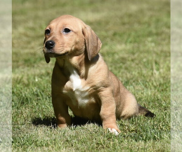 Medium Photo #1 Dachsador Puppy For Sale in Mechanicsburg, PA, USA