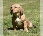 Small Dachsador