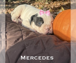 Medium American Bulldog