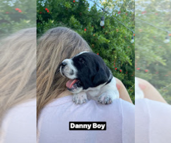 Medium Photo #6 Pointer Puppy For Sale in SACRAMENTO, CA, USA