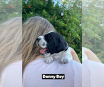 Puppy 2 Pointer
