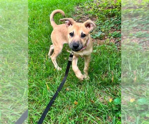 Medium Photo #2 Mutt Puppy For Sale in Shillington, PA, USA