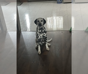 Dalmatian Puppy for sale in PLYMOUTH, IN, USA