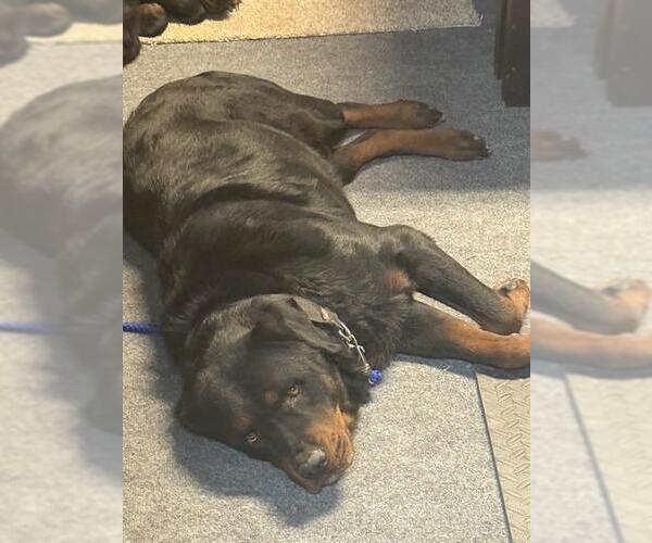 Medium Photo #1 Rottweiler Puppy For Sale in San Antonio, TX, USA