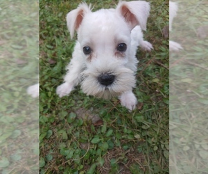 Schnauzer (Miniature) Puppy for sale in LUDOWICI, GA, USA