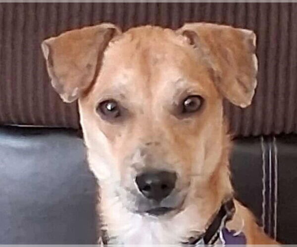 Medium Photo #1 Dachshund-Unknown Mix Puppy For Sale in Cookeville, TN, USA