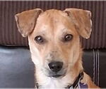 Small Dachshund Mix