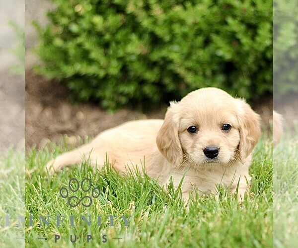 Medium Photo #3 Golden Retriever Puppy For Sale in STRASBURG, PA, USA