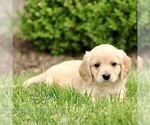 Small #2 Golden Retriever