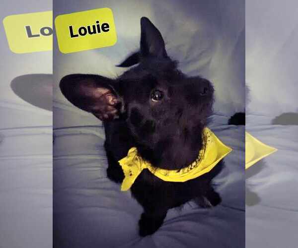 Medium Photo #5 Chihuahua-Unknown Mix Puppy For Sale in Crystal, MN, USA