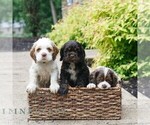Small #1 Cocker Spaniel