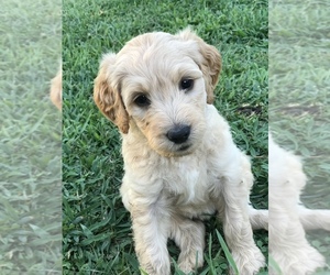 Goldendoodle Puppy for sale in WOODLAND, AL, USA