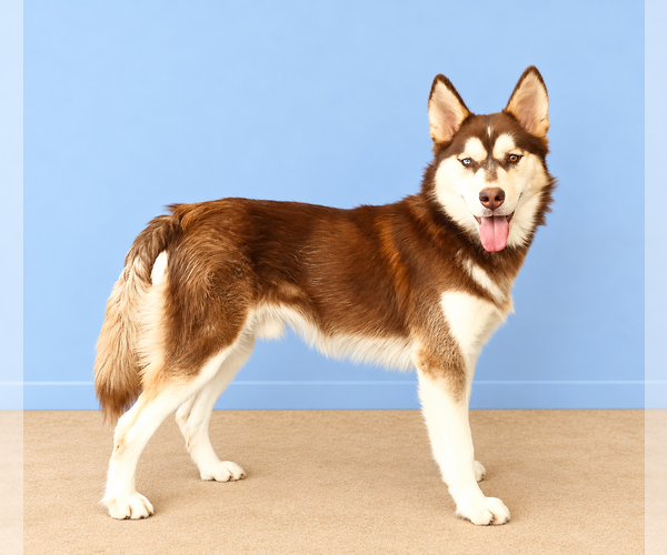 Medium Photo #2 Alaskan Malamute Puppy For Sale in Pasadena, CA, USA
