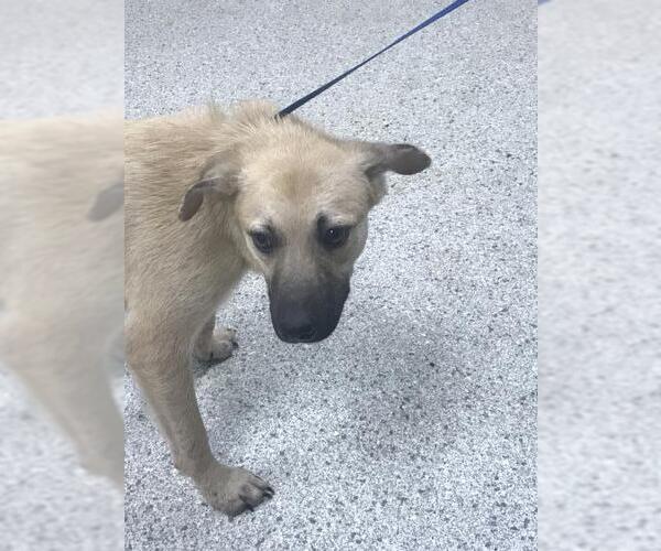 Medium Photo #1 Anatolian Shepherd-Unknown Mix Puppy For Sale in Conroe, TX, USA