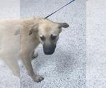 Small Anatolian Shepherd Mix