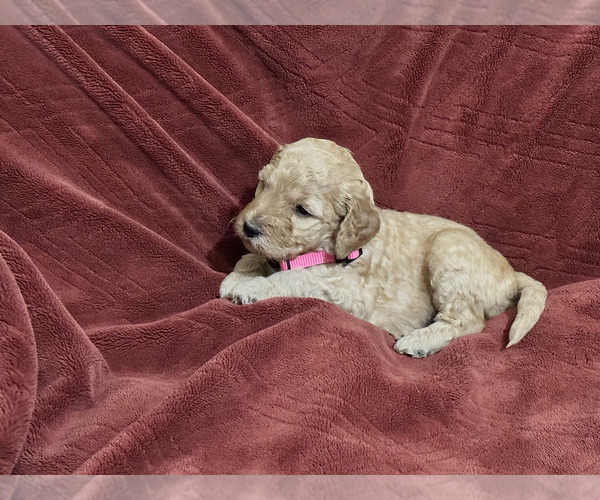 Medium Photo #2 Goldendoodle (Miniature) Puppy For Sale in BRAWLEY, CA, USA