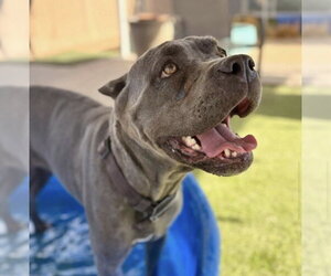Mutt Dogs for adoption in Goodyear, AZ, USA