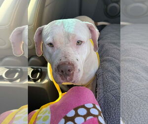 Sadie Mae - Female American Staffordshire Terrier-Bullmastiff Mix Dog for Adoption - Photo #6