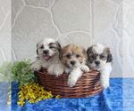 Small Photo #2 Zuchon Puppy For Sale in GORDONVILLE, PA, USA