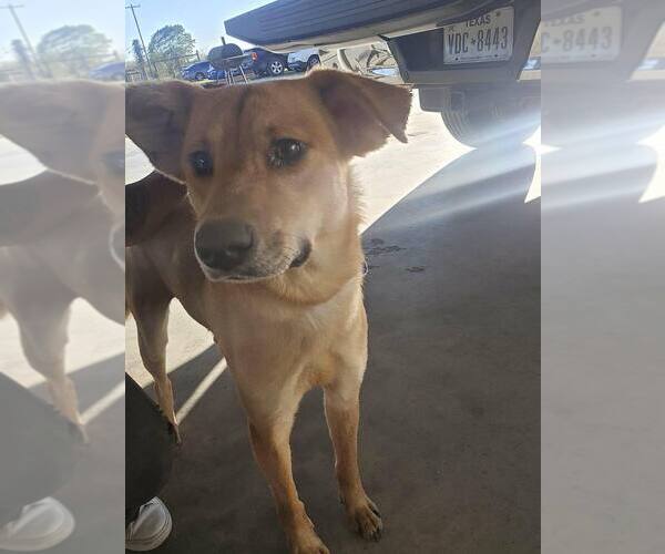 Medium Photo #1 Labrador Retriever-Unknown Mix Puppy For Sale in New York, NY, USA