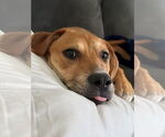 Small #5 Mutt