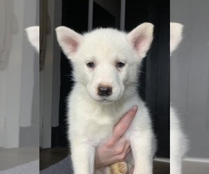 Siberian Husky Puppy for sale in ALLENDALE, MA, USA
