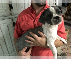 Shih Tzu Puppy for sale in LAKE CHARLES, LA, USA