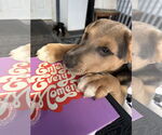 Small #1 Labrador Retriever Mix