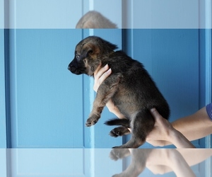 Medium German Shepherd Dog