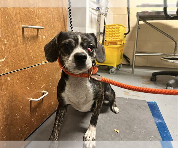 Medium Photo #1 Beagle-Unknown Mix Puppy For Sale in Ocala, FL, USA