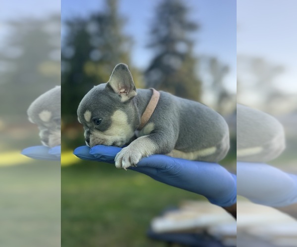 Medium Photo #6 French Bulldog Puppy For Sale in KENT, WA, USA