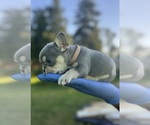 Small #5 French Bulldog