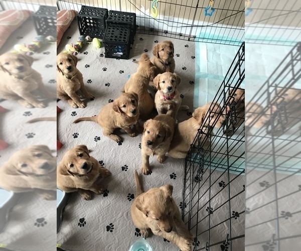 Medium Photo #5 Golden Retriever Puppy For Sale in NEWCASTLE, WY, USA